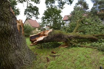 Fallen Tree on a Residential Lawn