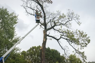 Emergency Tree Removal Crew