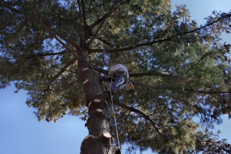 Arborist Consultation