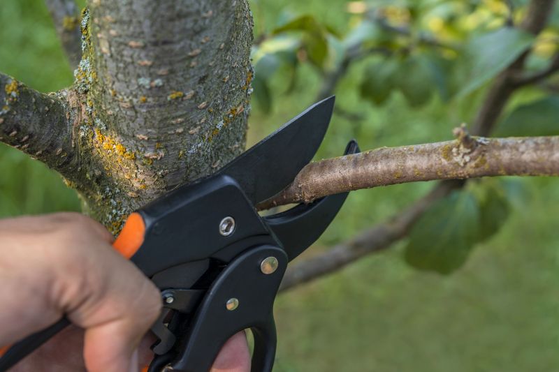 Removing Dead or Diseased Limbs