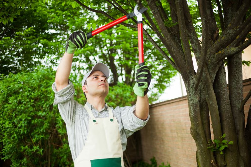 Year-Round Tree Maintenance