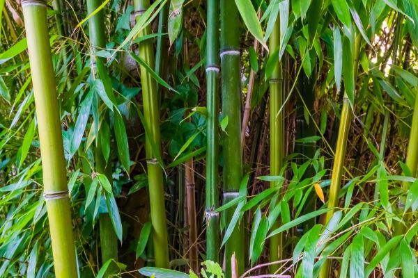 Bamboo Trimming in American Fork