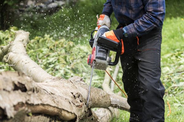 Branch Removal Service in American Fork