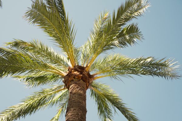 Palm Tree Pruning in American Fork