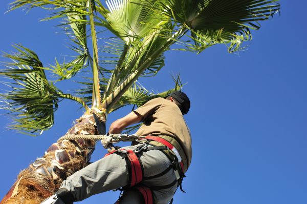 Palm Tree Trimming in American Fork