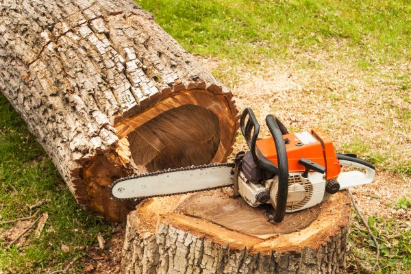 Tree Cutting Service in American Fork