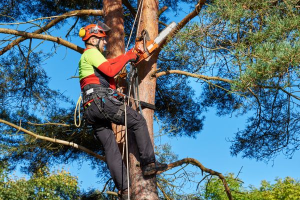 Tree Service in American Fork