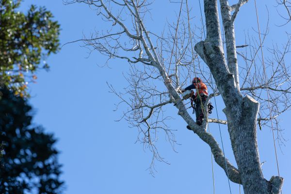 Tree Topping Service in American Fork