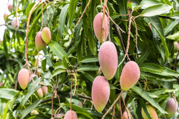 Mango Tree Trimming in American Fork