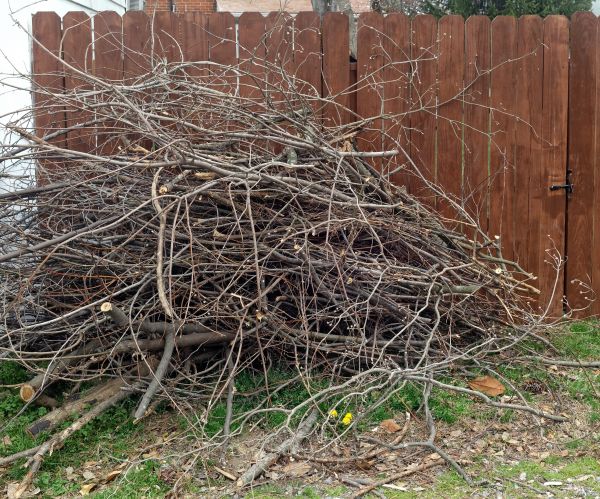 Dead Branch Removal in American Fork