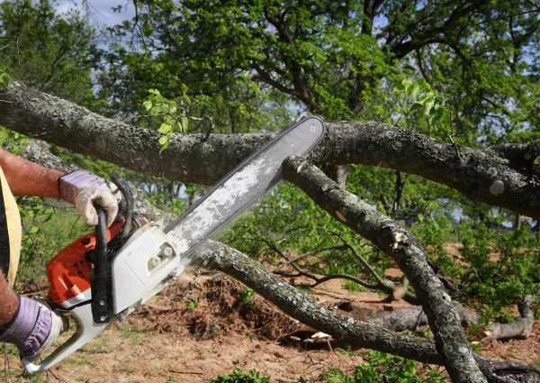 Tree Branch Cutting in American Fork
