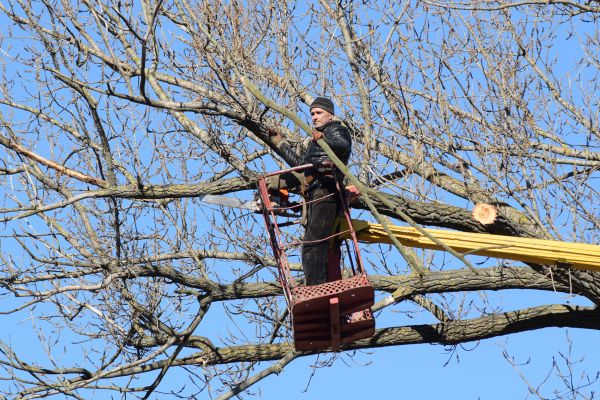 Emergency Tree Trimming in American Fork