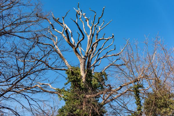 Deadwood Removal in American Fork