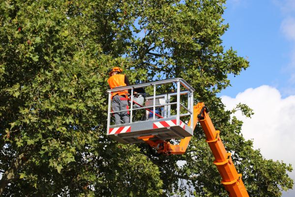 Commercial Tree Service in American Fork