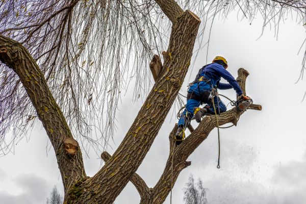 Tree Maintenance Service in American Fork
