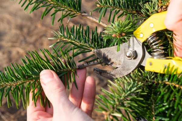 Pine Tree Pruning in American Fork