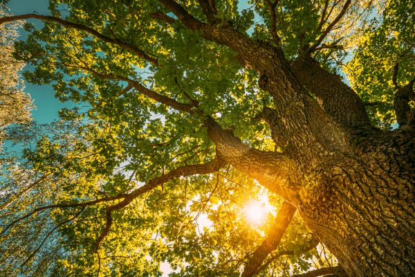 Oak Tree Pruning in American Fork
