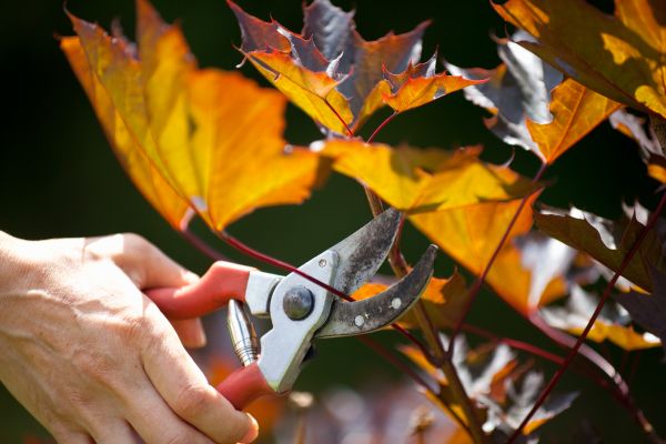 Maple Tree Pruning in American Fork