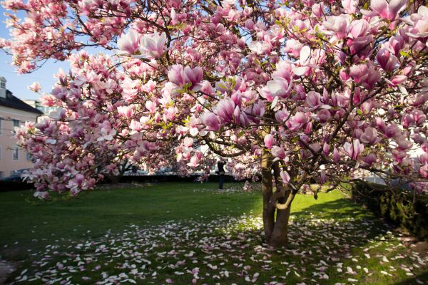 Magnolia Tree Pruning in American Fork