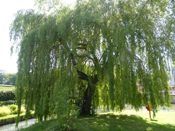 Willow Tree Trimming in American Fork