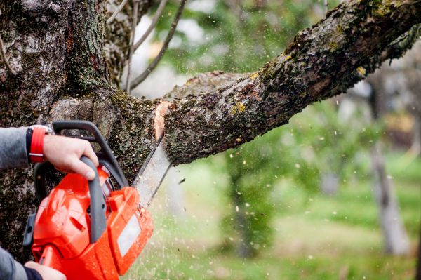 Tree Limbs Removal in American Fork