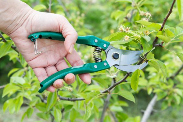Pear Tree Pruning in American Fork