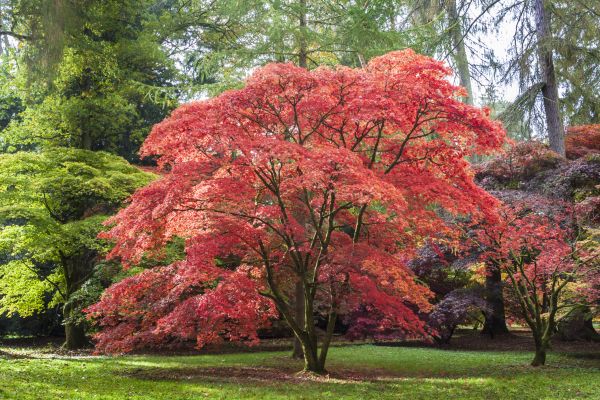 Japanese Maple Pruning in American Fork