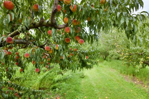 Peach Tree Pruning in American Fork