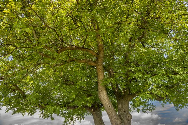 Walnut Tree Trimming in American Fork