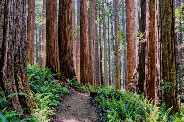 Redwood Tree Trimming in American Fork