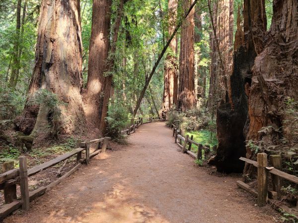 Redwood Tree Pruning in American Fork