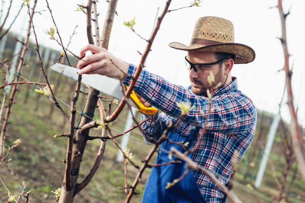 Orchard Tree Pruning in American Fork