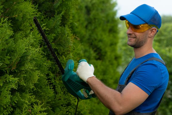 Tree Shaping Service in American Fork