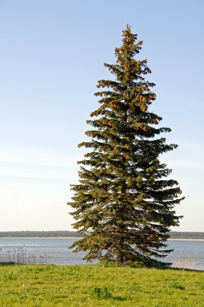 Spruce Tree Pruning in American Fork
