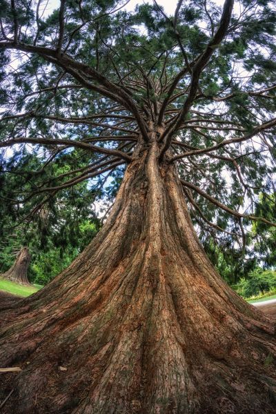Cedar Tree Pruning in American Fork