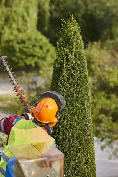 Cypress Tree Trimming in American Fork