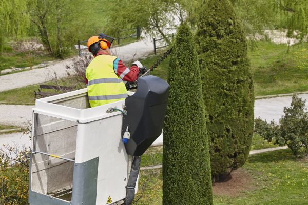 Cypress Tree Pruning in American Fork