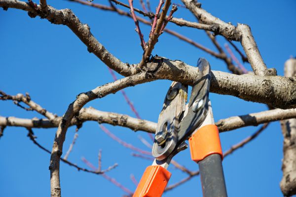 Peach Tree Trimming in American Fork
