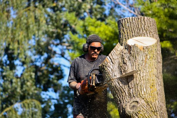 Ash Tree Pruning in American Fork