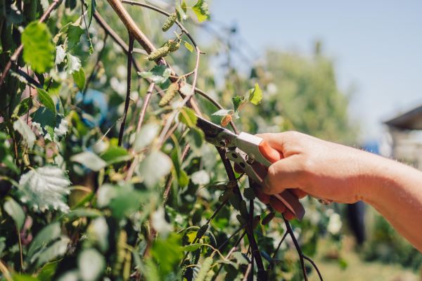 Birch Tree Pruning in American Fork