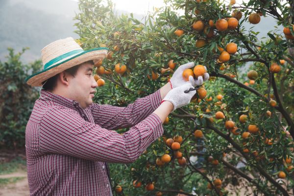 Orange Tree Pruning in American Fork