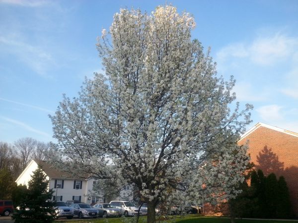 Bradford Pear Tree Pruning in American Fork