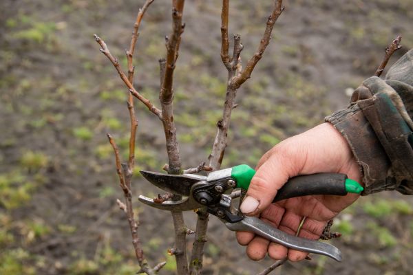 Pear Trees Pruning in American Fork
