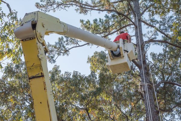 Limbs Trimming in American Fork