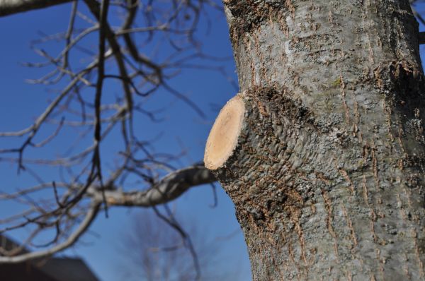 Limb Pruning in American Fork