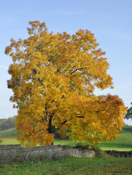 Hickory Tree Trimming in American Fork