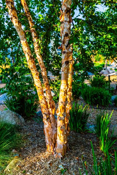 River Birch Trimming in American Fork