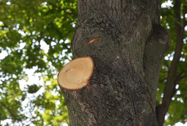 Limb Cutting in American Fork