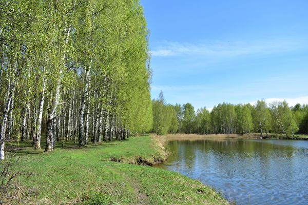 River Birch Pruning in American Fork