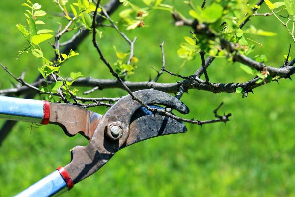 Branches Pruning in American Fork